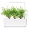 Click & Grow SGR49x3 krapų sėklų kapsulės 3 vnt. papildymas