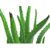 EUROPALMS dirbtinis alavijo augalas juodame vazone, 63cm 82809112