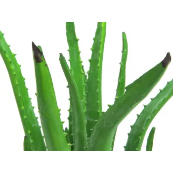 EUROPALMS dirbtinis alavijo augalas juodame vazone, 63cm 82809112