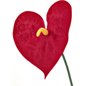 EUROPALMS dirbtinis anthurium augalas, 70 cm, raudonos gėlės, žali lapai, dekoratyviniame vazone 82530164