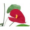 EUROPALMS dirbtinė anthurium gėlė, 70 cm 82530164