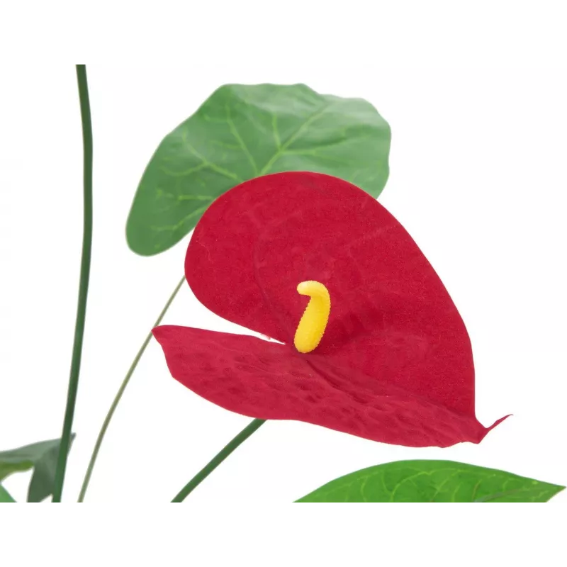 EUROPALMS dirbtinė anthurium gėlė, 70 cm 82530164