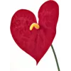 EUROPALMS dirbtinė anthurium gėlė, 70 cm 82530164