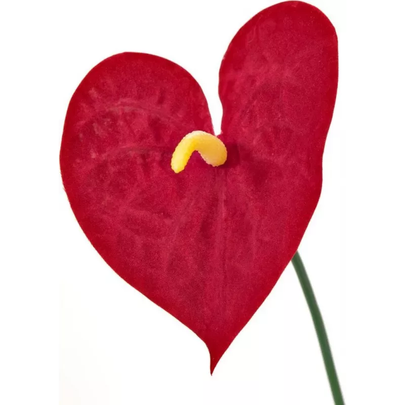 EUROPALMS dirbtinė anthurium gėlė, 70 cm 82530164