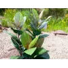 EUROPALMS Dirbtinis kaučiukmedis 100cm, tikroviška Ficus elastica, juodame plastikiniame vazone 82508303