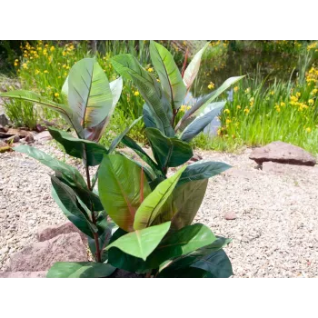 EUROPALMS Dirbtinis kaučiukmedis 100cm, tikroviška Ficus elastica, juodame plastikiniame vazone 82508303