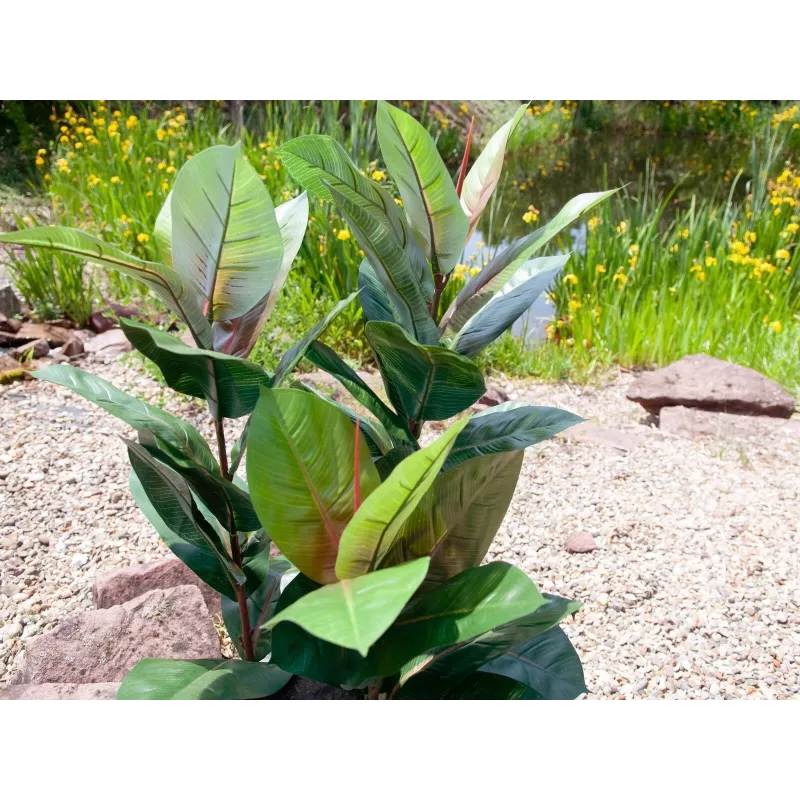 EUROPALMS Dirbtinis kaučiukmedis 100cm, tikroviška Ficus elastica, juodame plastikiniame vazone 82508303