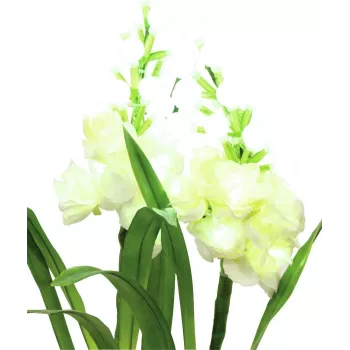 EUROPALMS Aronstab, 3 vnt. rinkinys su LED, baltos spalvos, 85 cm (83330302)