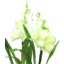 EUROPALMS Aronstab, 3 vnt. rinkinys su LED, baltos spalvos, 85 cm (83330302)