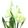 EUROPALMS Aronstab, 3 vnt. rinkinys su LED, baltos spalvos, 85 cm (83330302)