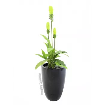 EUROPALMS LEICHTSIN CUP-69, juodas, blizgus (83011819)