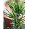 EUROPALMS dirbtinė Cyperus žolė, 76cm, juodame vazone 82600138