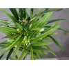 EUROPALMS dirbtinė Cyperus žolė, 76cm, juodame vazone 82600138