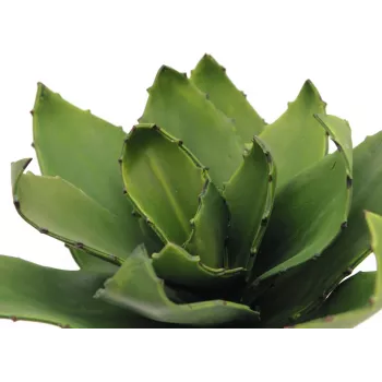 EUROPALMS Agave dirbtinis augalas, EVA, žalias, 35 cm 82530576