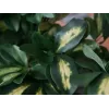 EUROPALMS Schefflera dirbtinis augalas, 120cm, žalias 82600157