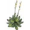 EUROPALMS Stone Rose (EVA) dirbtinis augalas, geltonas, 32cm 82530573