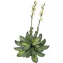 EUROPALMS Stone Rose (EVA) dirbtinis augalas, geltonas, 32cm 82530573