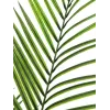 EUROPALMS didelio lapo Areca dirbtinis augalas, 165cm 82509441