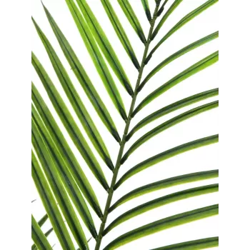 EUROPALMS didelio lapo Areca dirbtinis augalas, 165cm 82509441