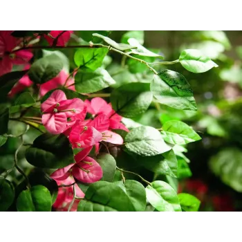 EUROPALMS Bougainvillea dirbtinis augalas, rožinis, 150 cm 82507055