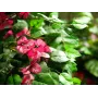 EUROPALMS Bougainvillea dirbtinis augalas, rožinis, 150 cm 82507055