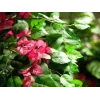 EUROPALMS Bougainvillea dirbtinis augalas, rožinis, 150 cm 82507055
