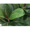 EUROPALMS dirbtinis kaučiukmedis (Ficus elastica), 120cm 82600150