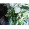 EUROPALMS dirbtinis kaučiukmedis (Ficus elastica), 120cm 82600150