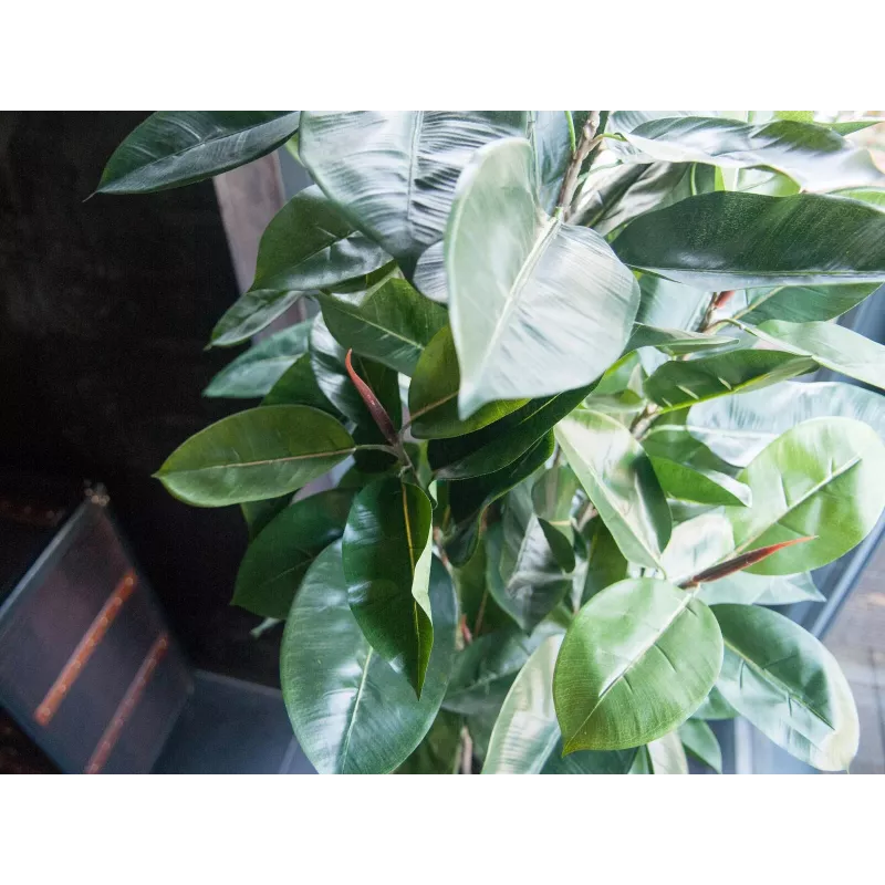 EUROPALMS dirbtinis kaučiukmedis (Ficus elastica), 120cm 82600150