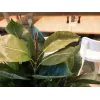 EUROPALMS dirbtinis kaučiukmedis (Ficus elastica), 120cm 82600150