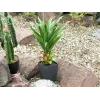 EUROPALMS Agave vazonėlyje, dirbtinis augalas, 75cm 82600160