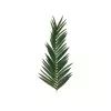 EUROPALMS dirbtinė kokoso karališkosios palmės lapas, 150 cm 82509845