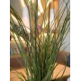EUROPALMS dirbtinė nendrinė žolė, 145 cm, žalia/ruda, su vazonu 82600229