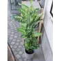EUROPALMS Dieffenbachia dirbtinis augalas 120cm 82508306