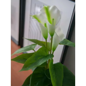 EUROPALMS Calla mini dirbtinė baltos spalvos kalijos gėlė, 43 cm 82540347