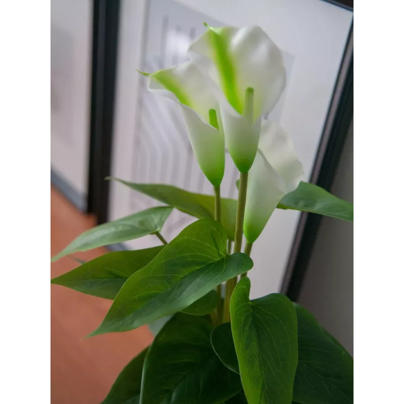 EUROPALMS Calla mini dirbtinė baltos spalvos kalijos gėlė, 43 cm 82540347