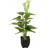 EUROPALMS Calla mini dirbtinė baltos spalvos kalijos gėlė, 43 cm 82540347