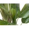 EUROPALMS Dirbtinis bananų medis, 170cm, žali lapai, juoda vaza 82509539