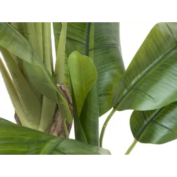 EUROPALMS Dirbtinis bananų medis, 170cm, žali lapai, juoda vaza 82509539