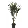 EUROPALMS dirbtinis dracenos augalas, žalias-raudonas, 90cm 82505778