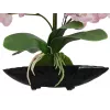 EUROPALMS Orchid Arrangement (EVA), dirbtinė, purpurinė (82530339)