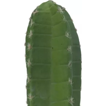EUROPALMS Meksikietiškas kaktusas dirbtinis augalas, žalias, 97 cm 82801070