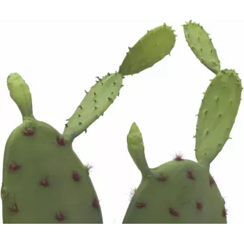 EUROPALMS Leaf Cactus Dirbtinis Augalas, 75cm 82600068