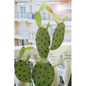 EUROPALMS Leaf Cactus Dirbtinis Augalas, 75cm 82600068