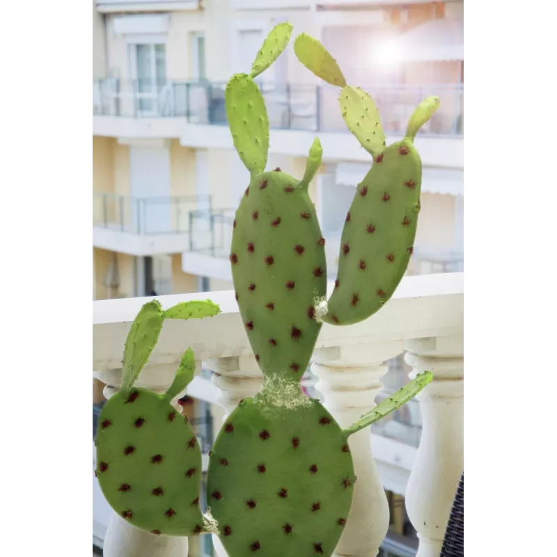 EUROPALMS Leaf Cactus Dirbtinis Augalas, 75cm 82600068