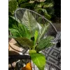 EUROPALMS Dirbtinis mangoldų krūmas, 45cm, žalias 82508302