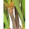 EUROPALMS Sabretooth Agave dirbtinis augalas, 185cm 82600030