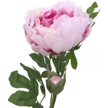 EUROPALMS Peony Branch Classic, dirbtinis augalas, rožinis, 80cm 82530210