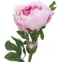 EUROPALMS Peony Branch Classic, dirbtinis augalas, rožinis, 80cm 82530210