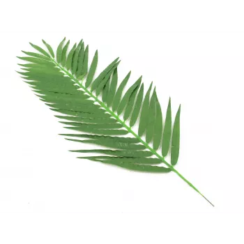 EUROPALMS Coconut Palm Frond, dirbtinė, 110cm, 12 vnt. rinkinys 82509897